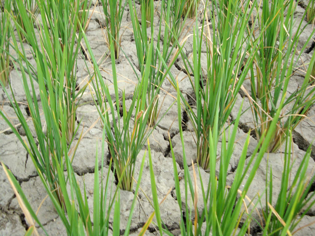 因干旱开裂的稻田