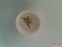 贵州正安生态茶